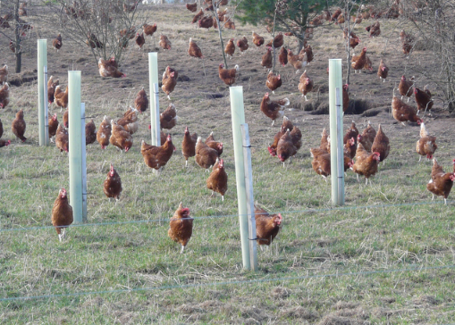 Al Safia Poultry free-range chickens